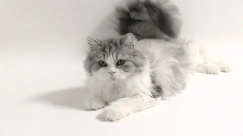 The Watching Cat Видео 332502578