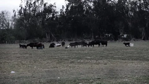 Watching cattle from afar Stock Footage 155489454