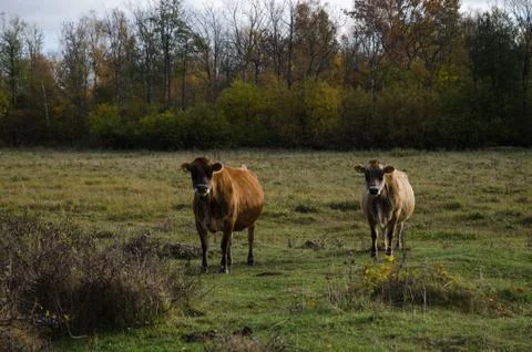 Watching cattle Stock Photos
