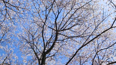 Watching the cherry blossoms in full bloom from below Stock Footage 239035326