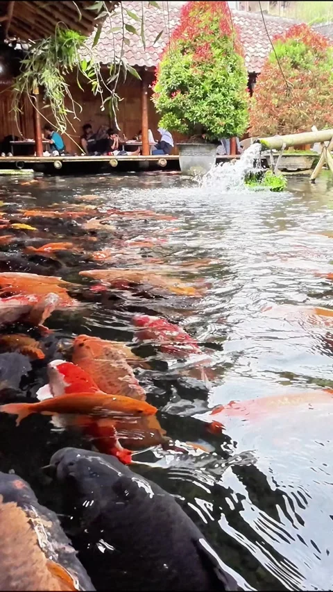 Watching the Colorful Koi Fish Swim in the Clear Pond Stock Footage 245496953