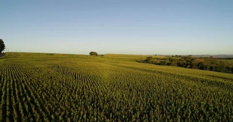Watching the corn up close 動画素材 156197067
