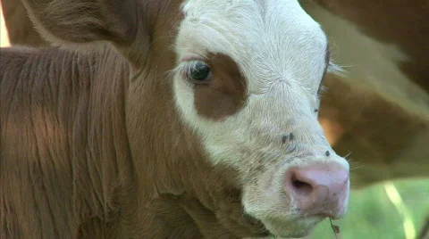 Watching cow Stock Footage 712637