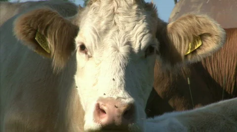 Watching cow Stock Footage 712656