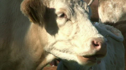 Watching cow Stock Footage 770734