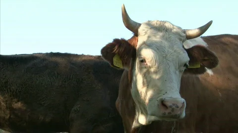 Watching cow Stock Footage 770735