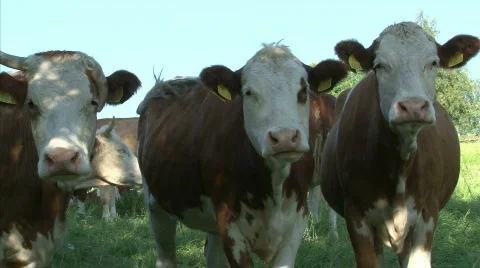 Watching cow Stock Footage 770755