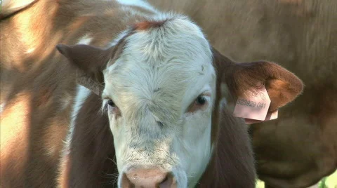 Watching cow Stock Footage 770767