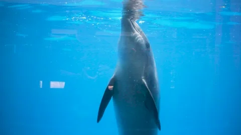 Watching Dolphin in the Aquarium Stock Footage 240467562