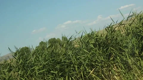 Watching the fields and the sky from the car window. Stock Footage 165369069