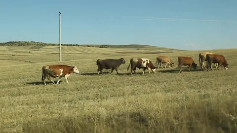Watching the fields and the sky from the car window. Stock Footage 165369493