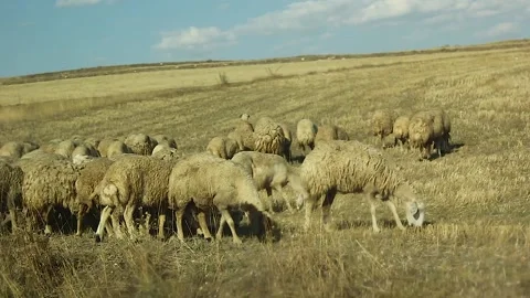 Watching the fields and the sky from the car window. Stock Footage 165369763