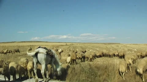 Watching the fields and the sky from the car window. Stock Footage 165397361