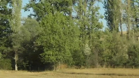 Watching the fields and the sky from the car window. Stock Footage 165397535