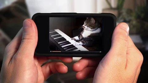 Watching Funny Keyboard Playing Cat on Smartphone Stock Footage 80617955