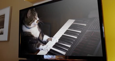 Watching Funny Keyboard Playing Cat on Wall Mounted TV Stock Footage 100650274