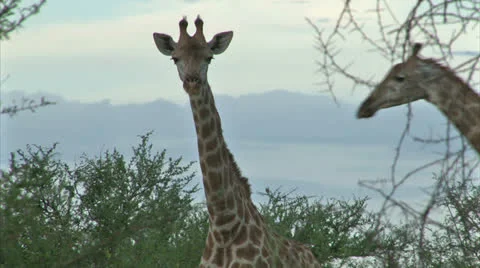 Watching Giraffe Stock Footage 24989561