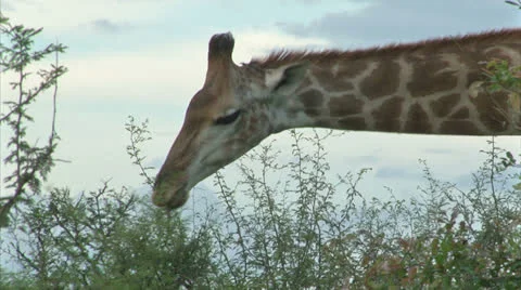 Watching Giraffe Stock Footage 24996533