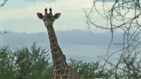 Watching Giraffe Stock Footage 25040887