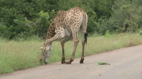 Watching Giraffe Stock-Footage 25105549