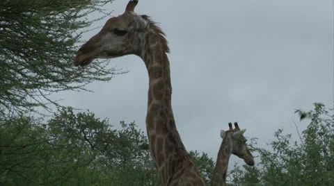 Watching Giraffe 스톡 동영상 25107529