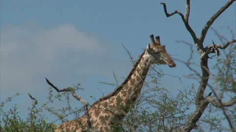 Watching Giraffe Stock-Footage 25889634