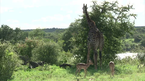 Watching Giraffe 스톡 동영상 26087355