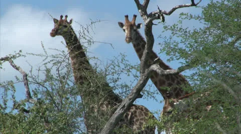 Watching Giraffes Stock Footage 25890854