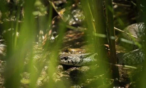 Watching a grass snake through gras at spring in saarland Stock Photos