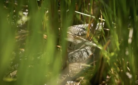 Watching a grass snake through gras at spring in saarland Stock Photos