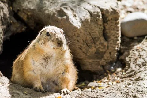 Watching groundhog Stock-Fotos