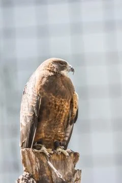 Watching hawk Stock Photos