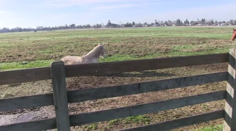 Watching the horses graze Video stock 47170933