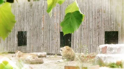 Watching the lions 스톡 동영상 8945189