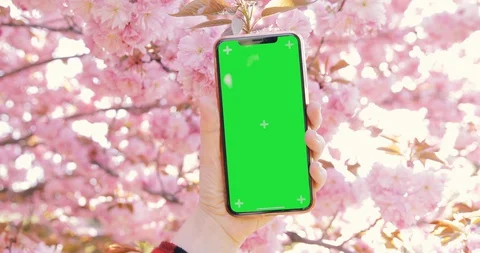 Watching Mobile iPhone Xs Max Green Screen Pink Sakura Blossom In the Background Video stock 129116817