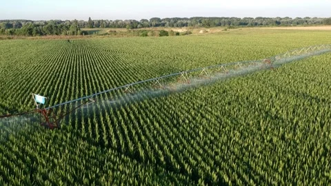 Watching over corn cultivation while being watered Stock Footage 134007511