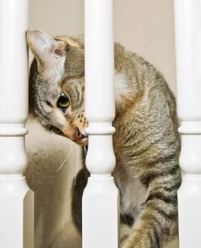 Watching Stock Photos