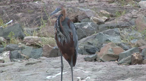 Watching Purple Heron Stock Footage 28522021