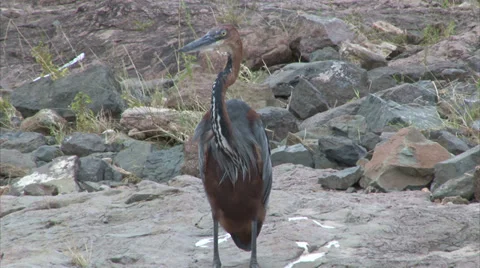 Watching Purple Heron Stock Footage 28522883