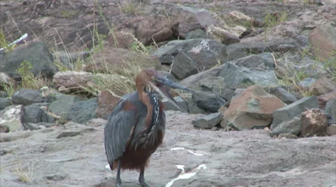 Watching Purple Heron Stock Footage 28527082