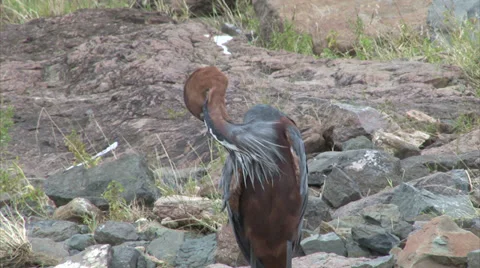 Watching Purple Heron Stock Footage 28629871
