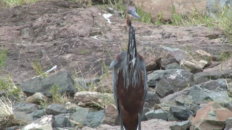 Watching Purple Heron Stock Footage 28878618