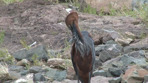 Watching Purple Heron Stock Footage 28890161