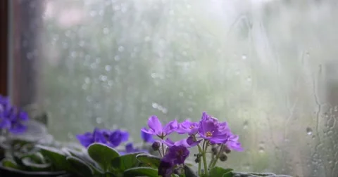Watching rain through window Stock Footage 67388240