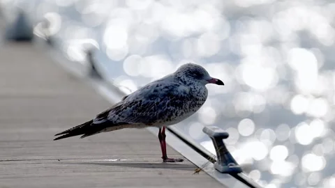 The watching seagull Stock Footage 303940904