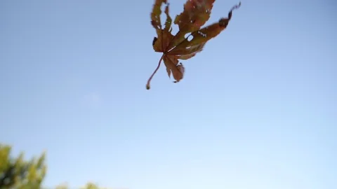 Watching a single dead oak leaf fall to the ground in autumn Stock Footage 116903169