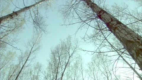 Watching the sky in the woods Stock Footage 235276957