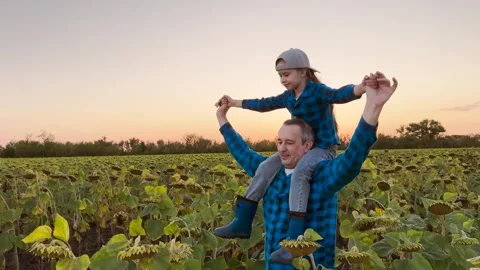 Watching the sunset with loved ones, Walking through fields of sunflowers Stock Footage 305790100