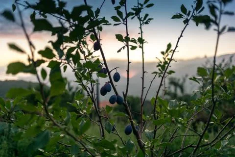 Watching the sunset through a fruit trees orchard in Corsica Stock Photos