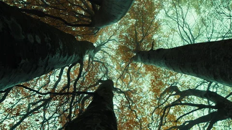 Watching Up Towards The Bare Trees In Autumn Stock Footage 316678304